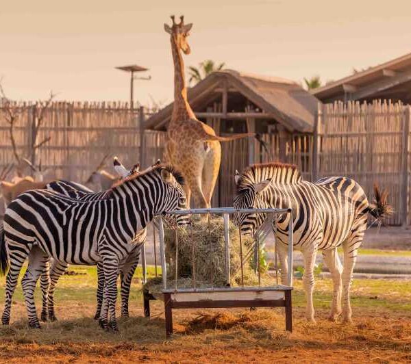 Dubai Safari Park